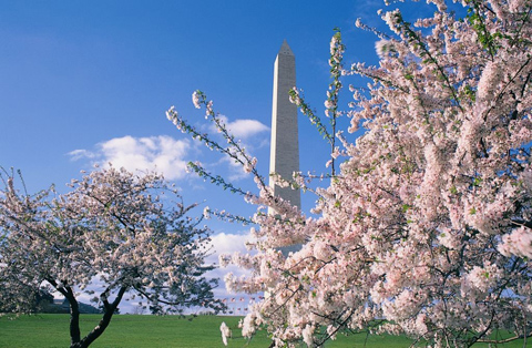 pink blossom monument  Washington 