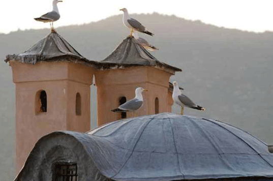 Seegulls roof greece