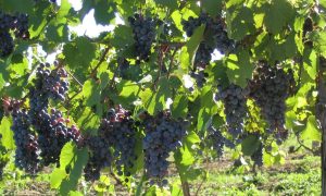 Canada's wine country in Ontario on TravelSquire
