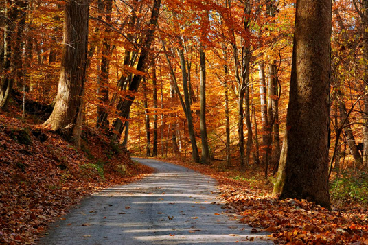 Fall Foliage Bucks County Pennsylvania