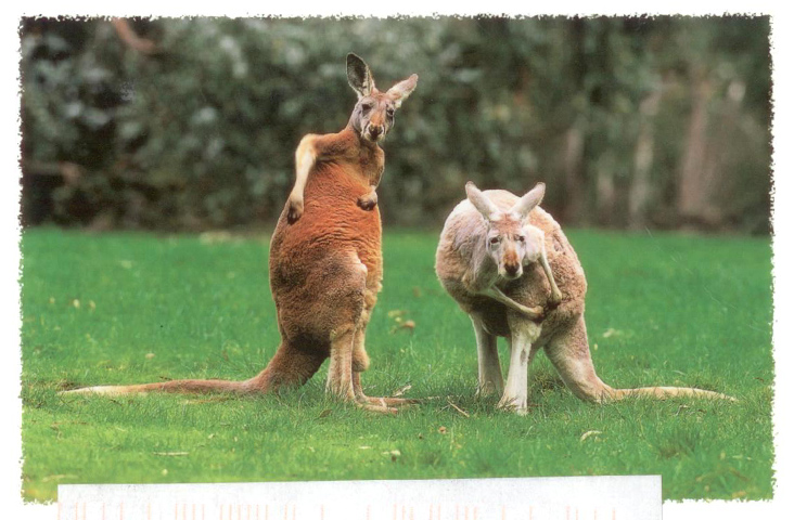 kangaroos Australia 