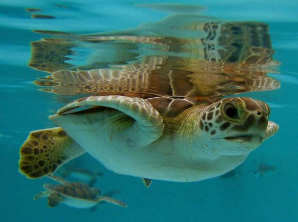 Cancun Mexico Sea Turtle 