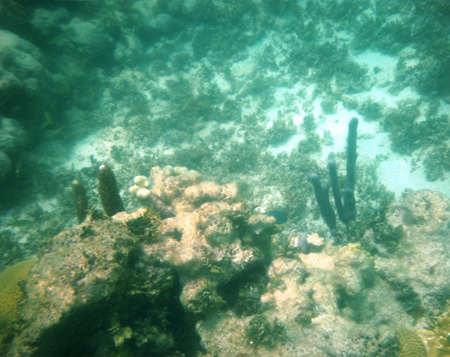 Caribbean beach coral