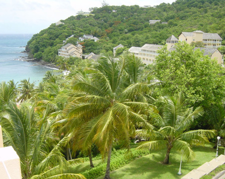 Caribbean beach green palm tree 