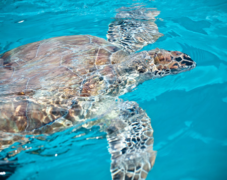 Caribbean beach turtle