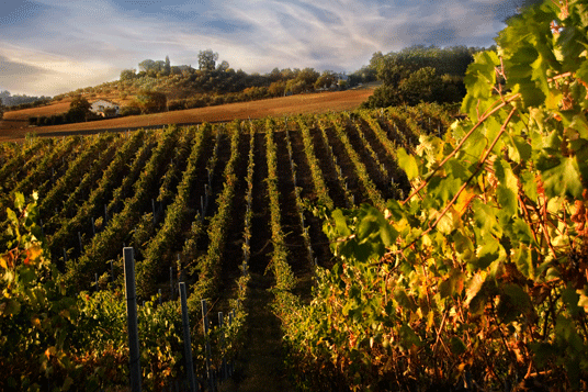 vineyard Congac France