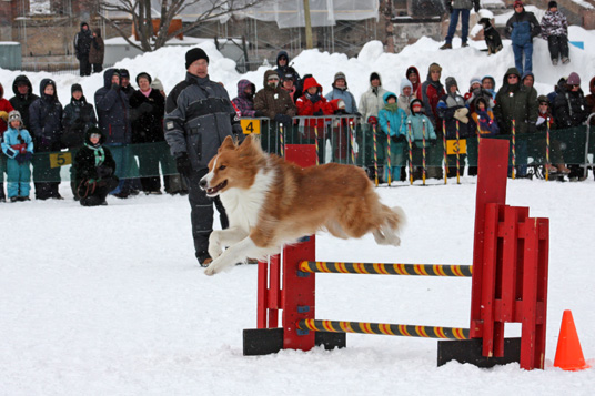 Feature Quebec Winter Carnival dog jumping 