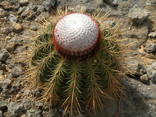 Flowering Cactus in Washington Slagbaai National Park Bonaire