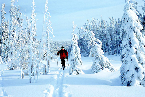 Quebec Jacques Cartier Park Cross Country Skiing guy walking forest 