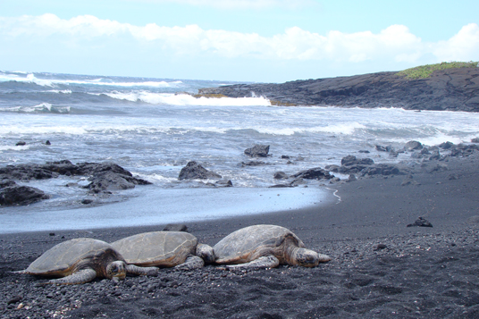 Big Island Hawaii Turtles