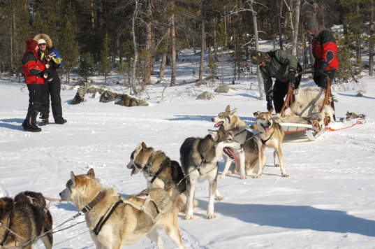 Husky dogs Lapland Finland