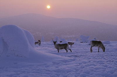 Northen Lights deers