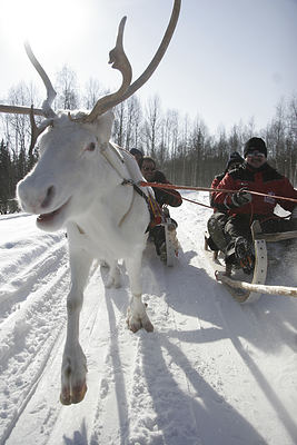 Reindeer sledding Arctic Circle