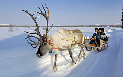 reindeer farm Finland