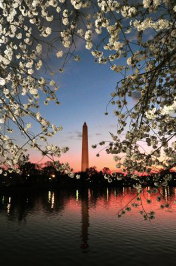 Cherry Blossom Trees monument