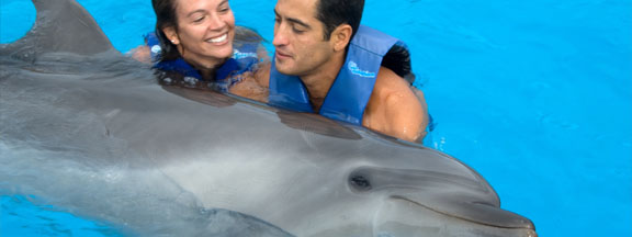 Dolphins Vallarta 2 Mexico