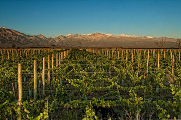 Vines_of_Mendoza_2
