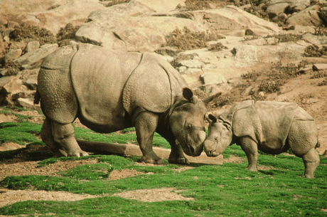 Safari Park Rhinos Courtesy San Diego Zoo Global