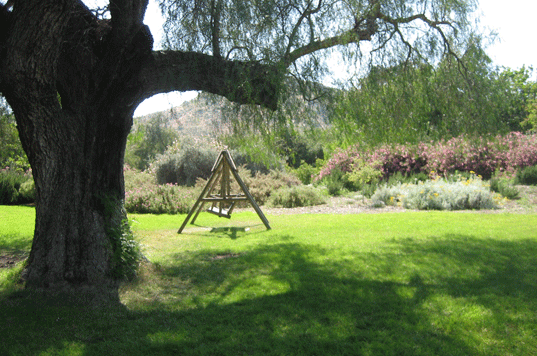 Spa Rancho La Puerta tree