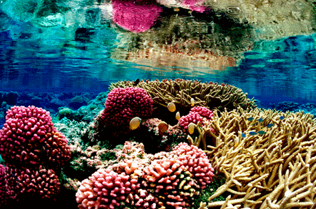 reef under the ocean