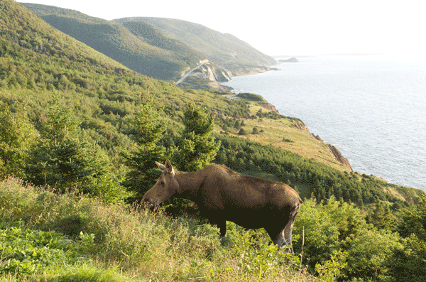 Moose on the Cabot Trail