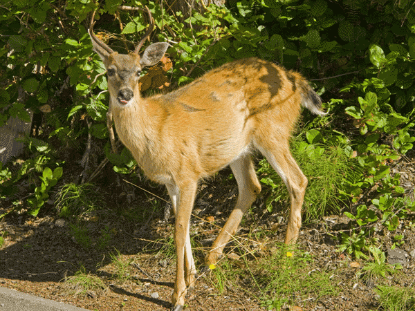 Deer at Black Rock Resort