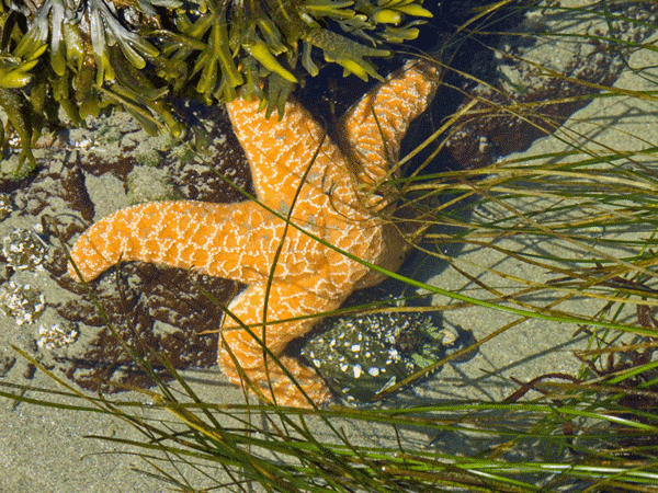 orange star fish