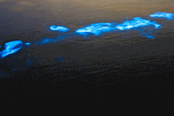 Bioluminescent algae