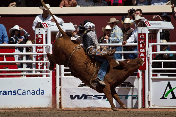 Rodeo Style Riding-bull