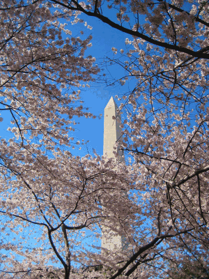 Cherry Blossom Festival - Washington, DC