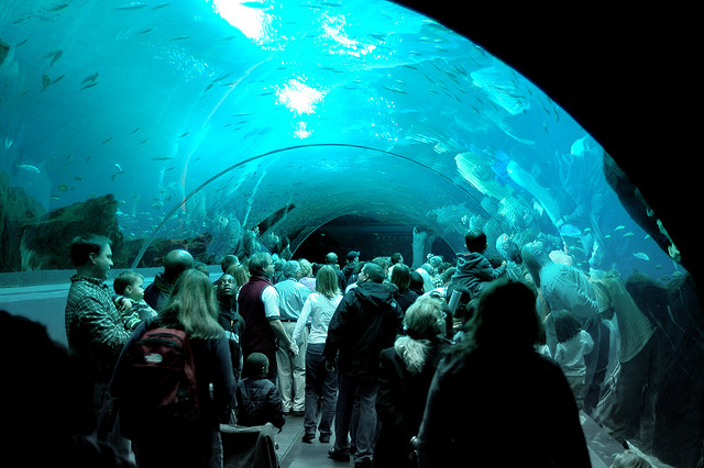Georgia Aquarium Glass Tunnel by Mike Johnston