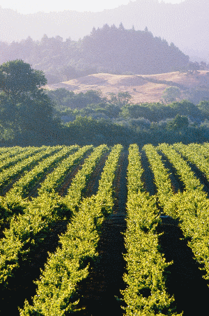 Sonoma Winery