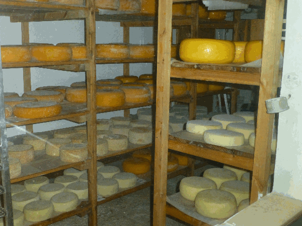 Cheese shop at Mizpe Hayamim Organic Farm & Spa Photo by Monique Burns