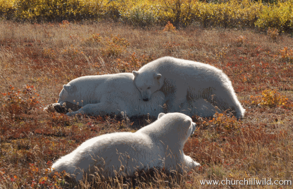 Polar Bears in The Spring Spring Near Churchill, Manitoba Photo courtesy of www.churchillwild.com