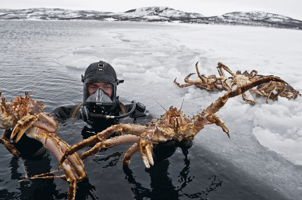 Diver holding king crab Kirkenes Photo Courtesy: www.visitnorway.com