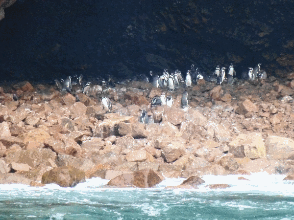 A colony of pint-sized Humboldt penguins on the Islas Ballestas, Paracas, Peru 