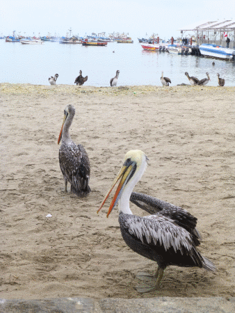 Pelicans along Paracas harborfront 