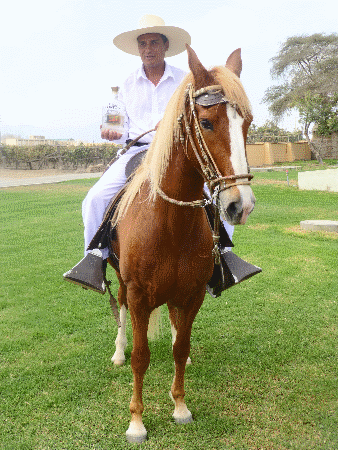 Peruvian Paso Fino horse at Hacienda La Caravedo, Ica, Peru 