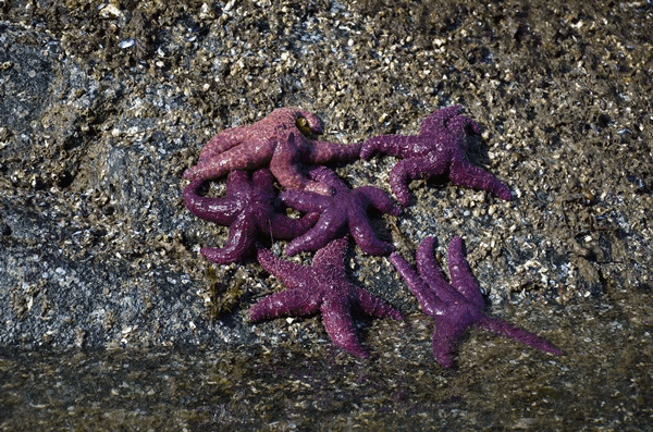 Purple Starfish at Jervis Inlet