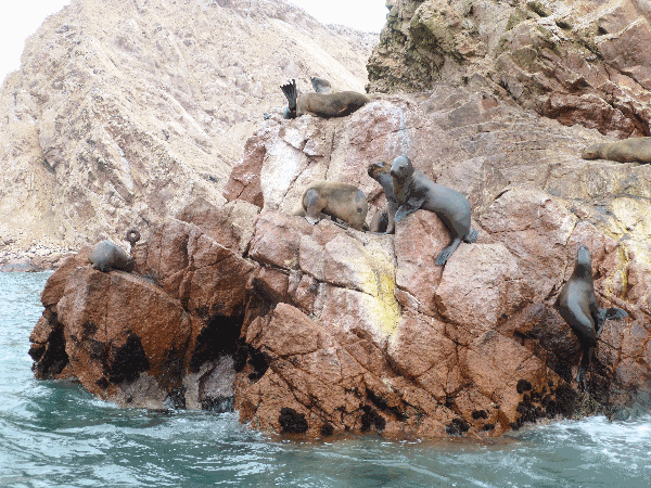 Sea lions clamber over rocks on Islas Ballestas, Paracas 