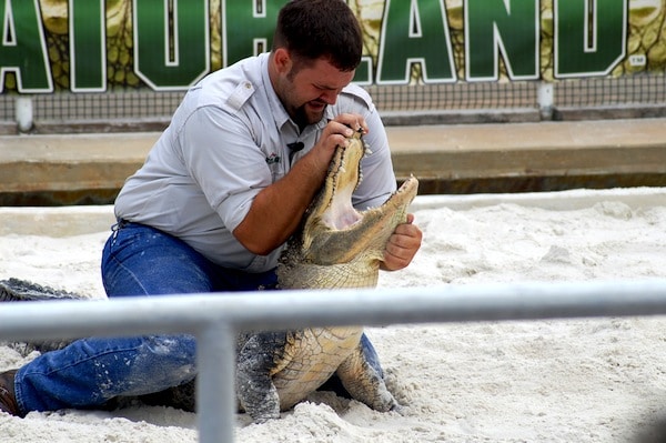 Alligator Wrestling at Gatorland.