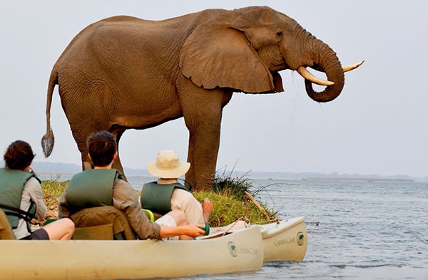 Elephant Viewing by Canoe. Photo: Chiawa Camp. 