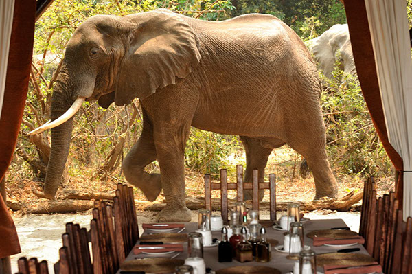 Elephant at Chiawa Camps. Photo: Chiawa Camps. 