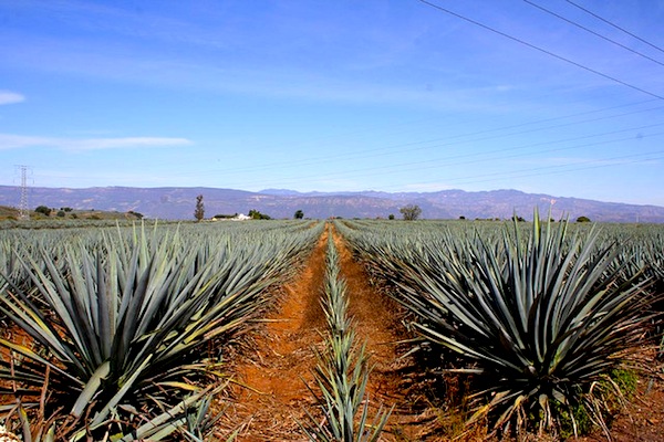 Jalisco agave fields