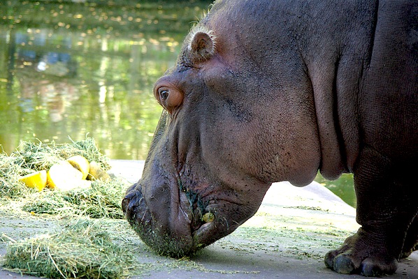 Lu the Hippo at Homosassa Spring.