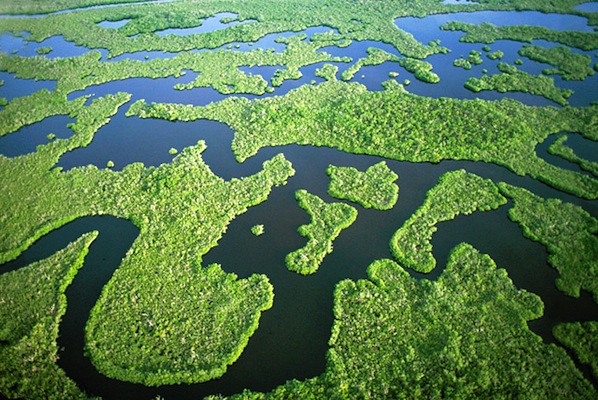 Aerial View of the Everglades.