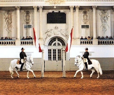 Spanish Stallions Photo by Anne Kazel Wilcox