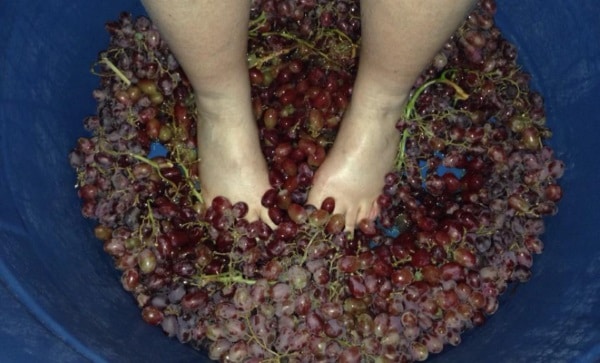Grape stomping at Fall Cornucopia WineQuest