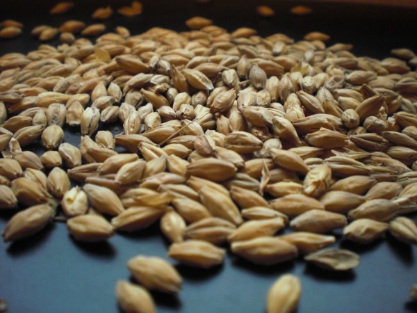 The pale malted barley