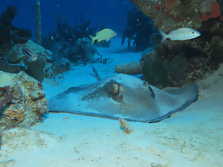 Southern Stingray Photo:Dive Experience